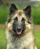 Belgian Shepherd Dog 8W51D-08